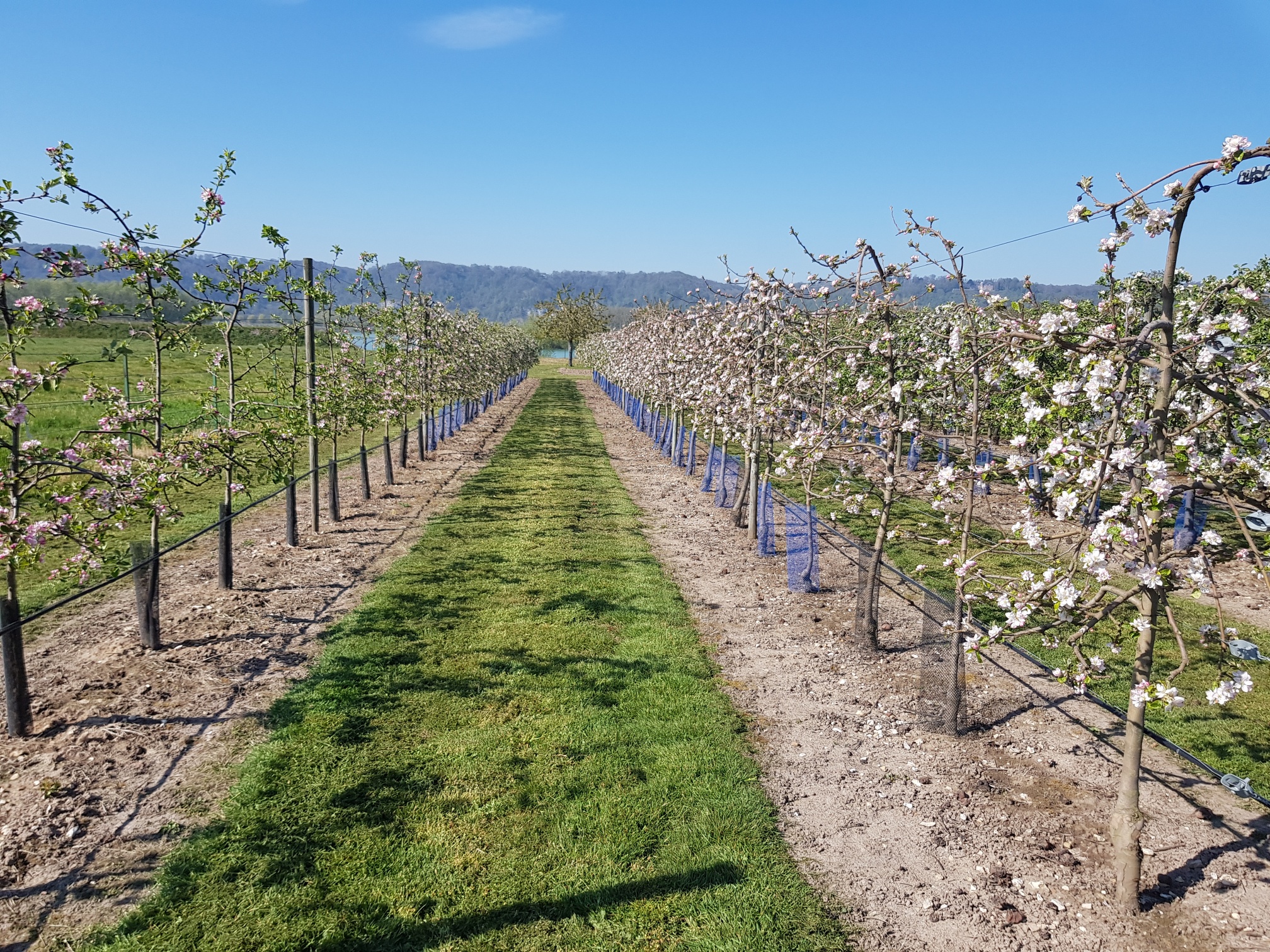 Verger de l'exploitation